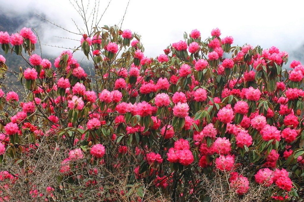 花中西施的杜鵑.jpg